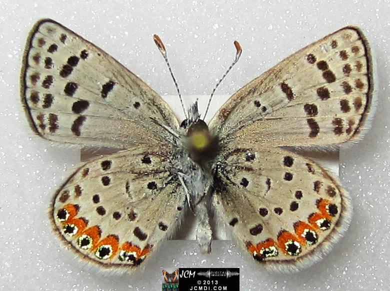 Plebejus acmon (Acmon Blue Butterfly) image